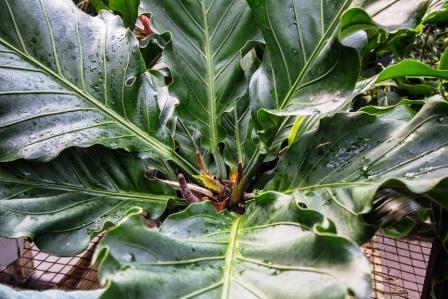 Philodendron plant