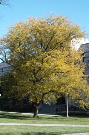 Honeylocust tree