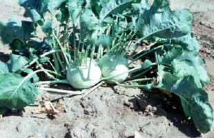 White kohlrabi