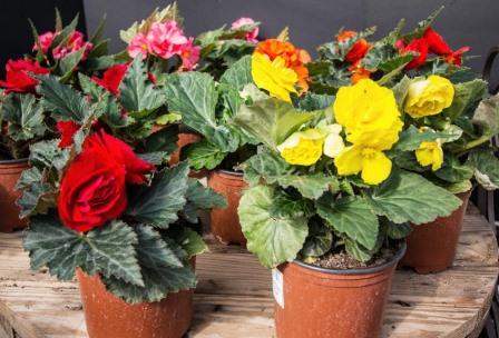 Tuberous begonia plants
