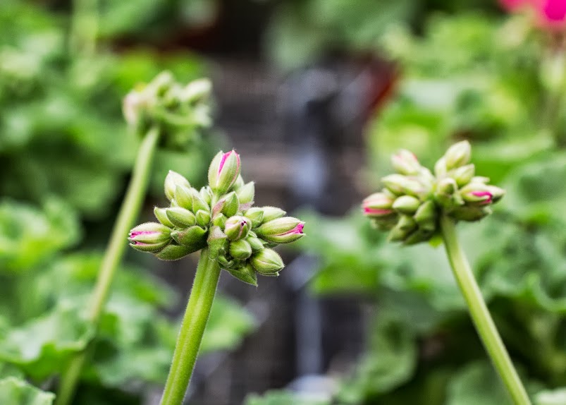 Geranium flower buds