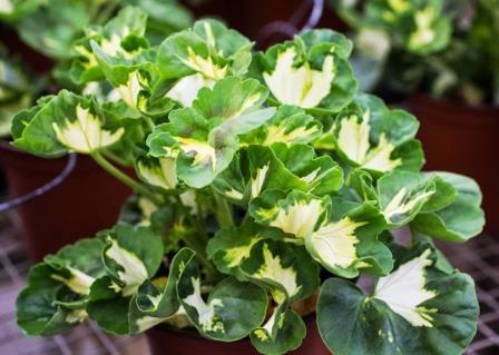 Variegated geranium