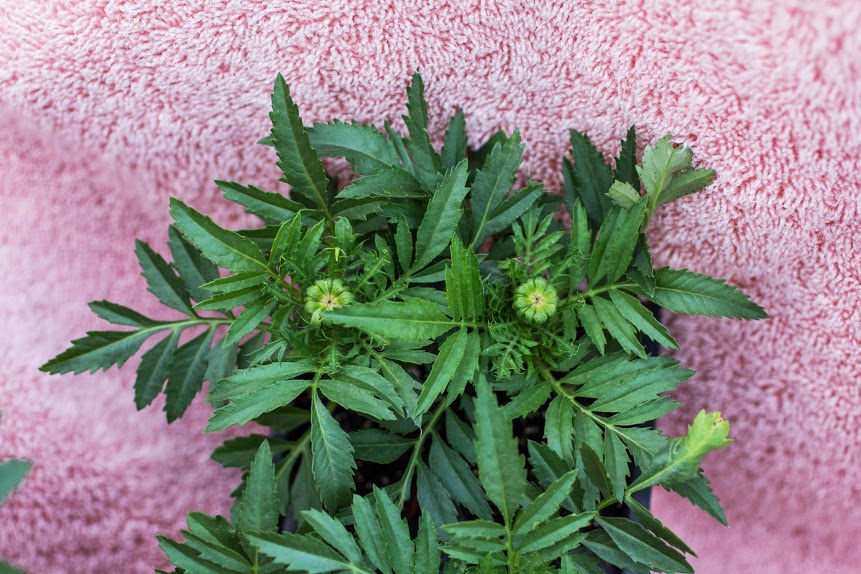 Marigold foliage