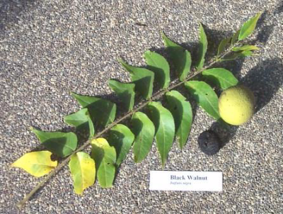 black walnut leaf and nuts