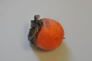 Persimmon fruit