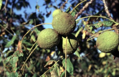 black walnut in husks