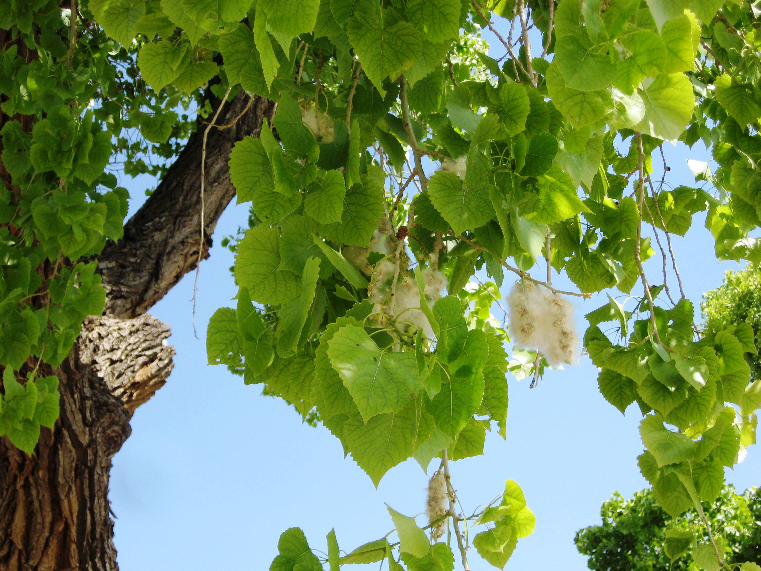 Cottonwood foliage