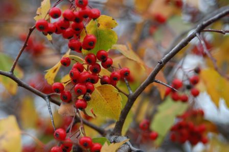 Washington Hawthorn fruits