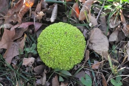 Osage orange fruit (hedge ball)