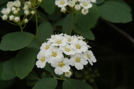 Spirea flower cluster