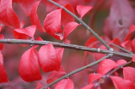 Euonymus foliage (fall color)