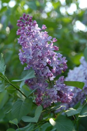 Lilac flowers