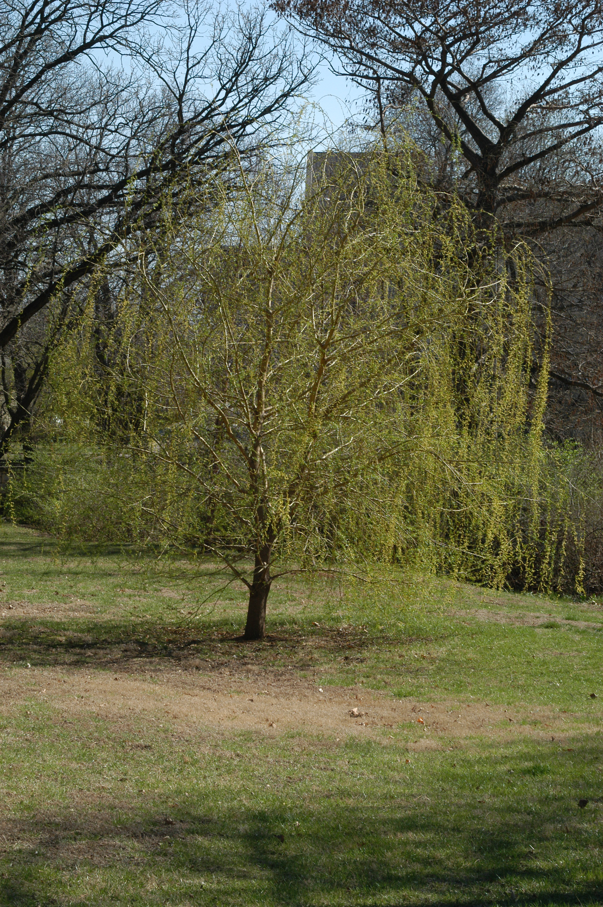 Weeping willow tree
